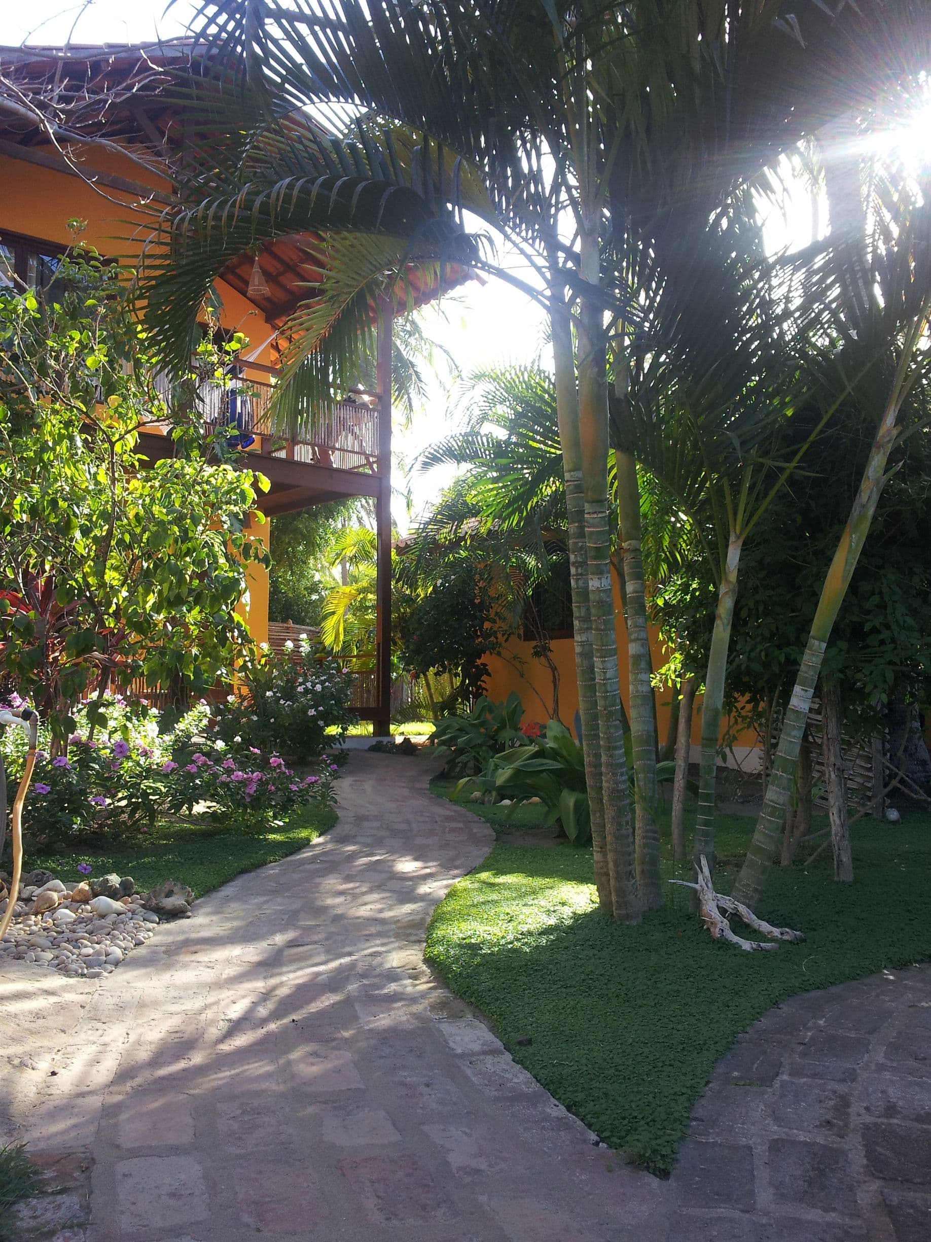 Hibisco