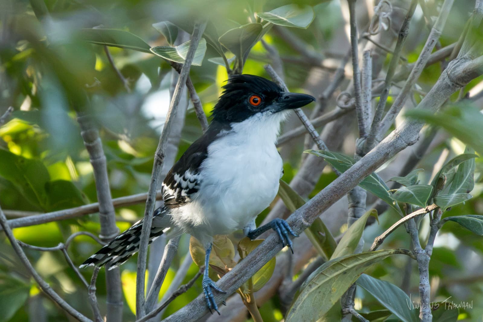 Passeio no Rio Aracatiaçu com Observação de aves — foto 4