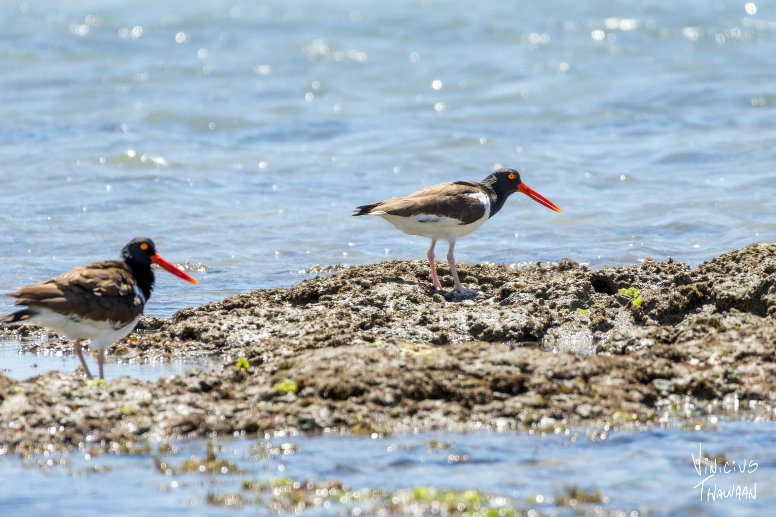 Passeio no Rio Aracatiaçu com Observação de aves — foto 8
