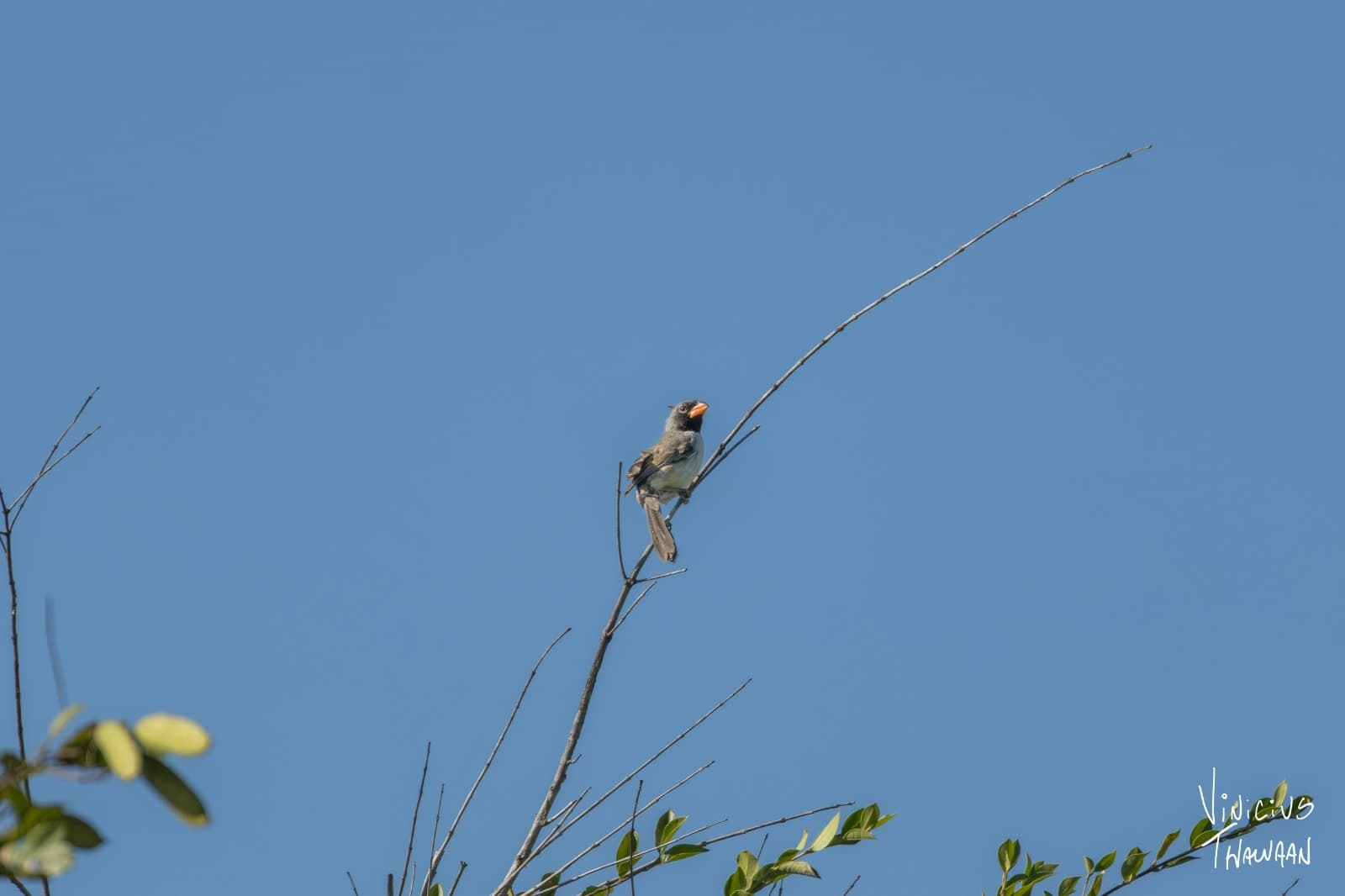 Passeio no Rio Aracatiaçu com Observação de aves — foto 3