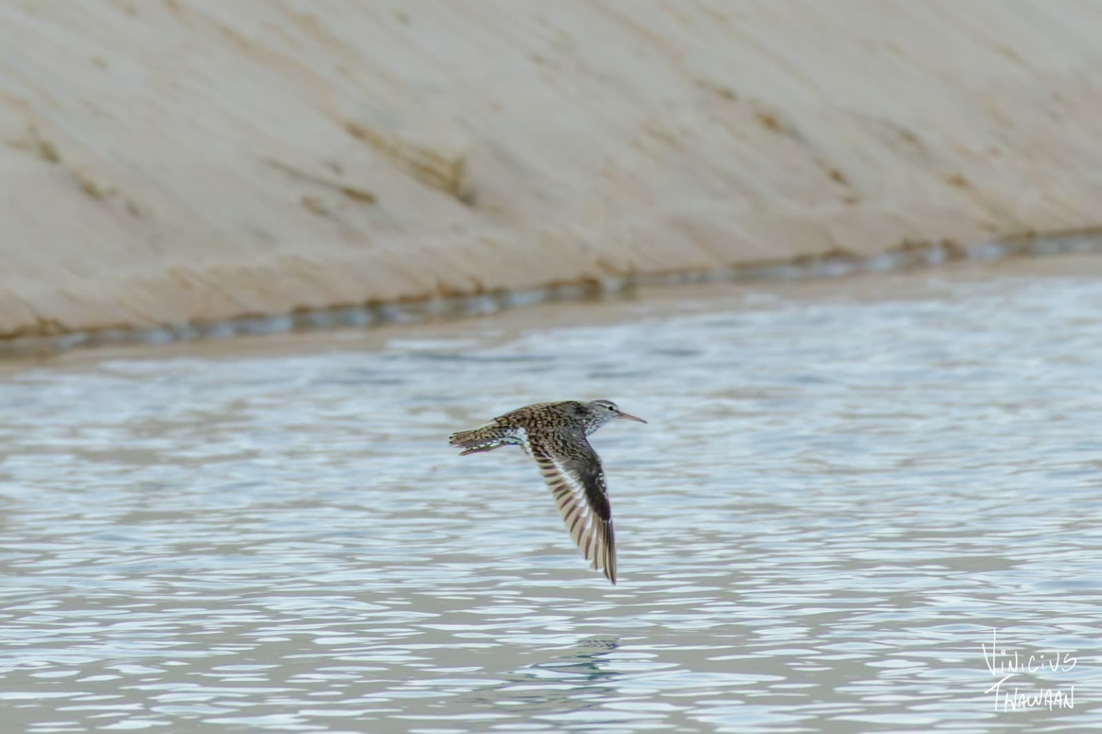 Passeio no Rio Aracatiaçu com Observação de aves — foto 19