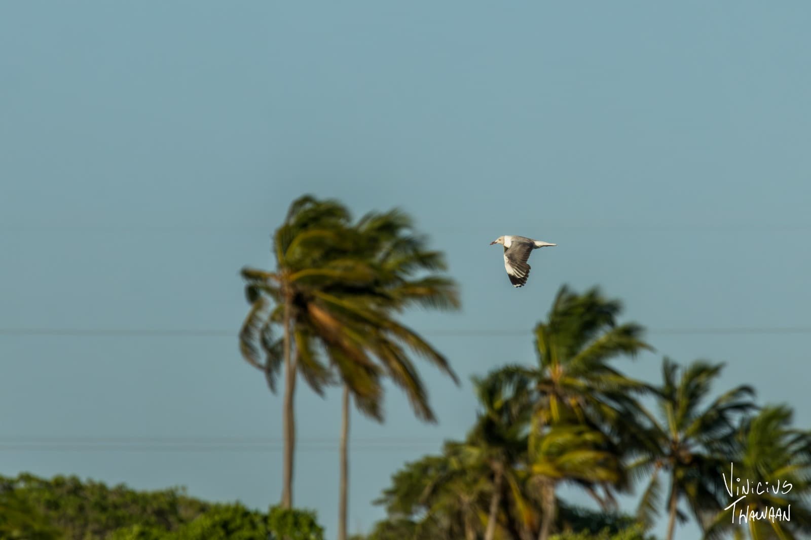 Passeio no Rio Aracatiaçu com Observação de aves