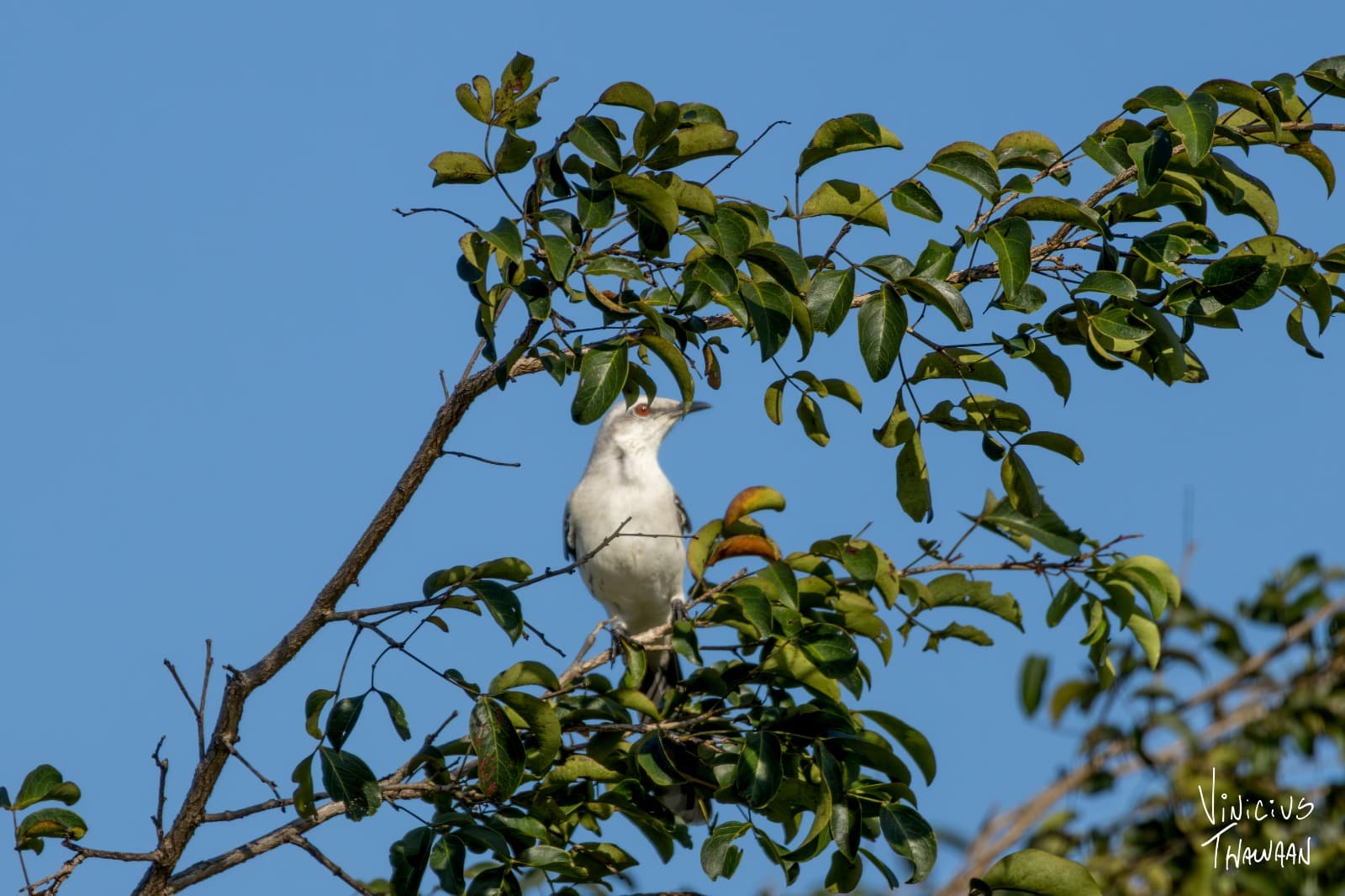 Passeio no Rio Aracatiaçu com Observação de aves — foto 5