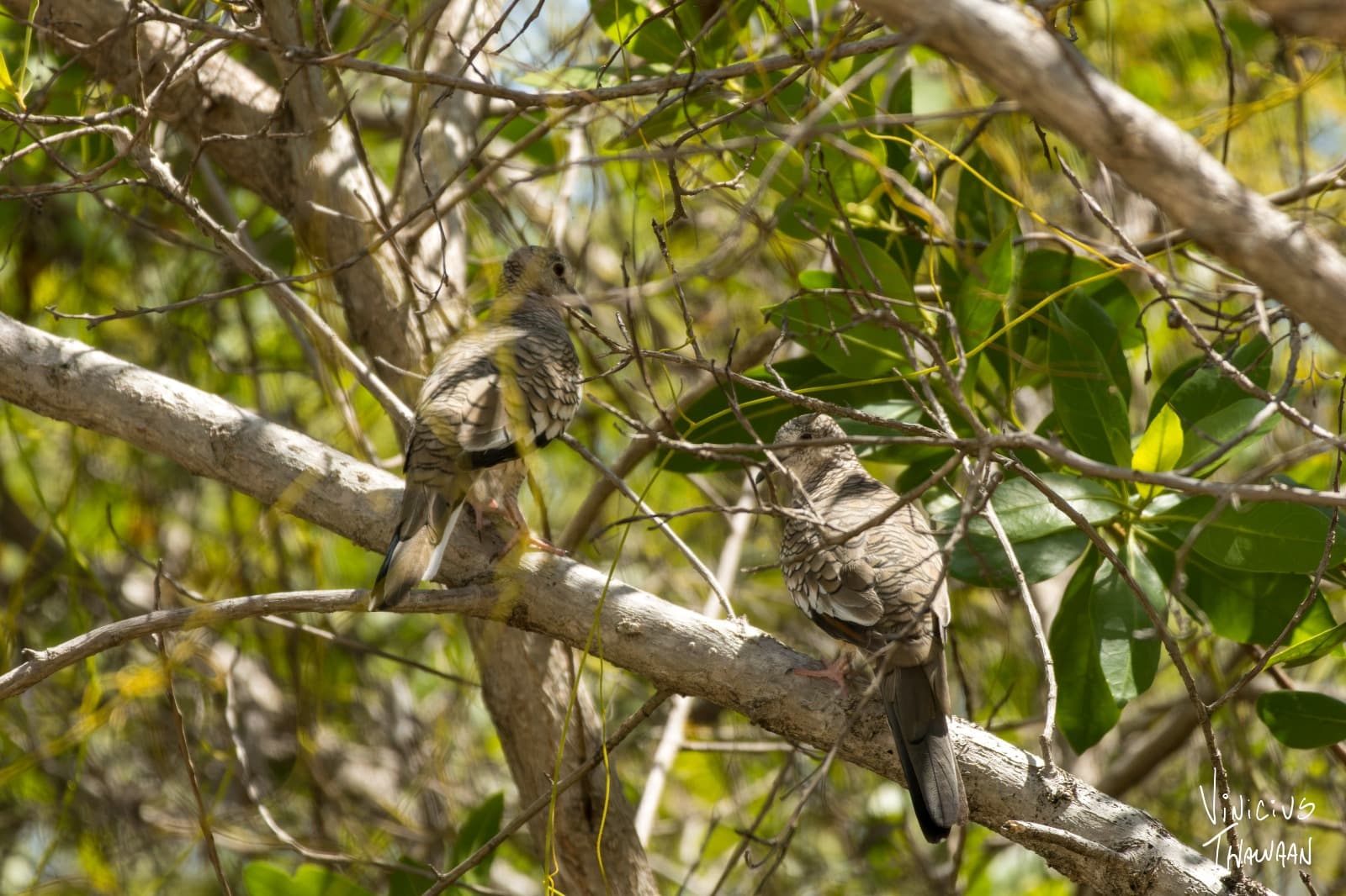 Passeio no Rio Aracatiaçu com Observação de aves — foto 16