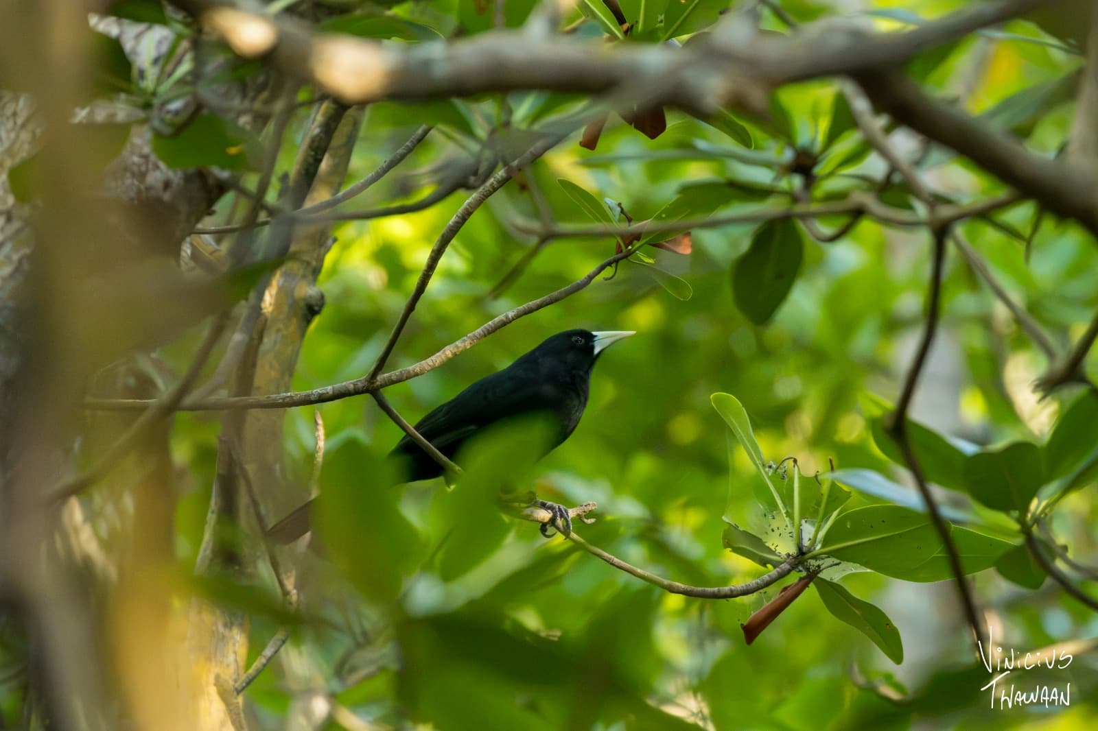 Passeio no Rio Aracatiaçu com Observação de aves — foto 2