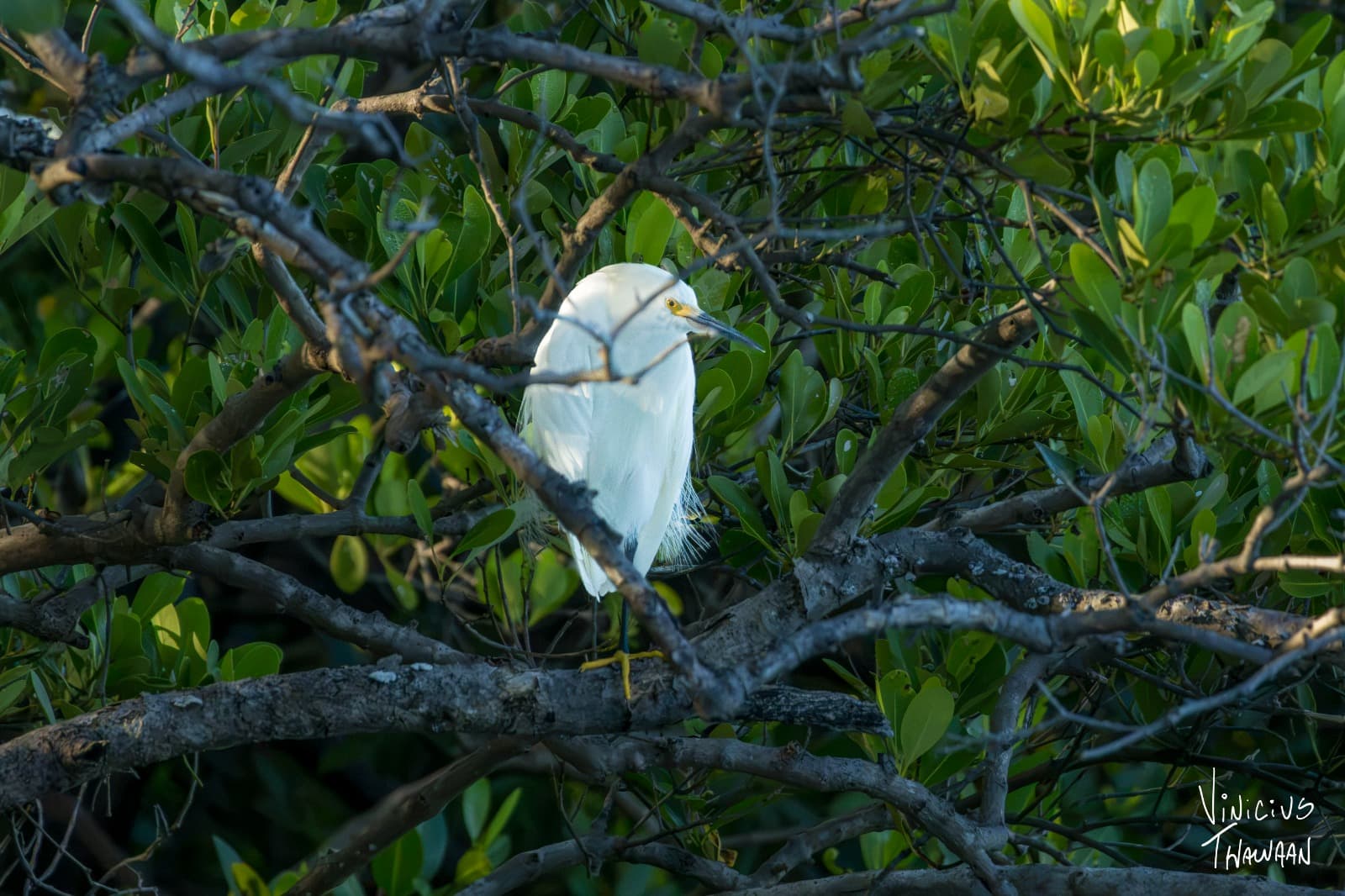 Passeio no Rio Aracatiaçu com Observação de aves — foto 14
