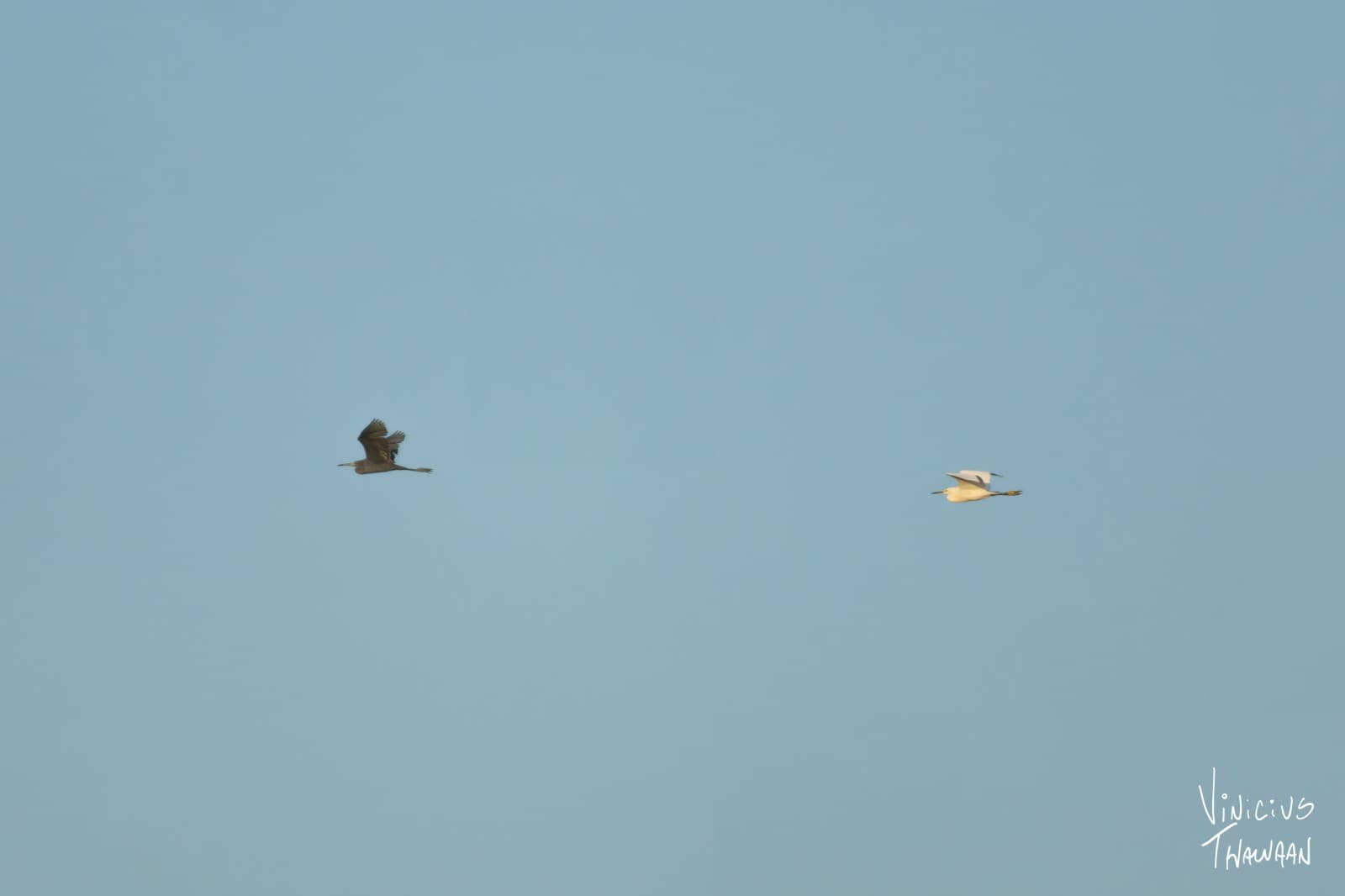 Passeio no Rio Aracatiaçu com Observação de aves — foto 11